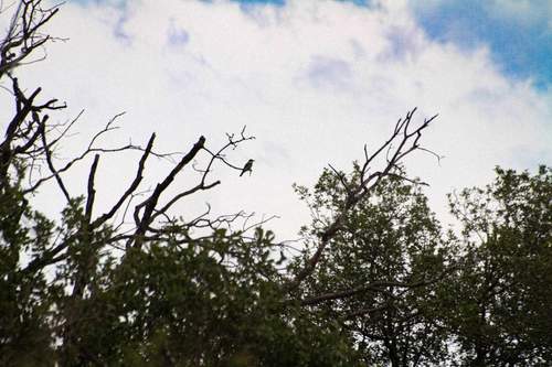 European Bee-eater