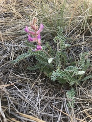 Astragalus tephrodes