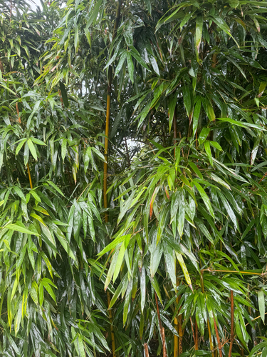 Phyllostachys nigra observed 2026-09-02