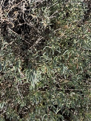 Lampranthus uniflorus
