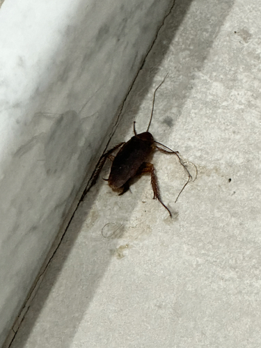 American Cockroach