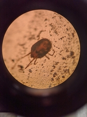 Acariformes