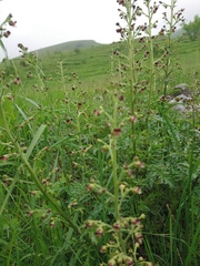 Scrophularia juratensis