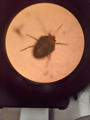 Acariformes