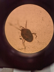 Acariformes