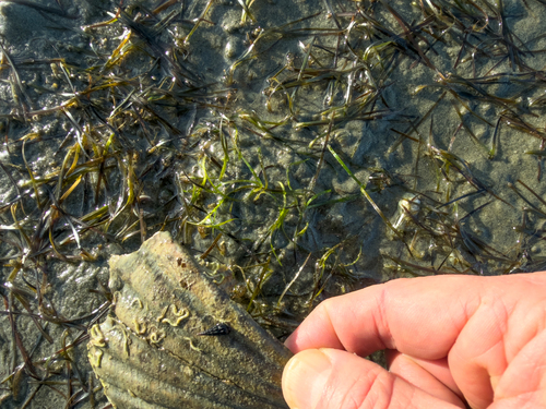 Zostera novazelandica observed 2026-09-02