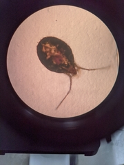 Acariformes