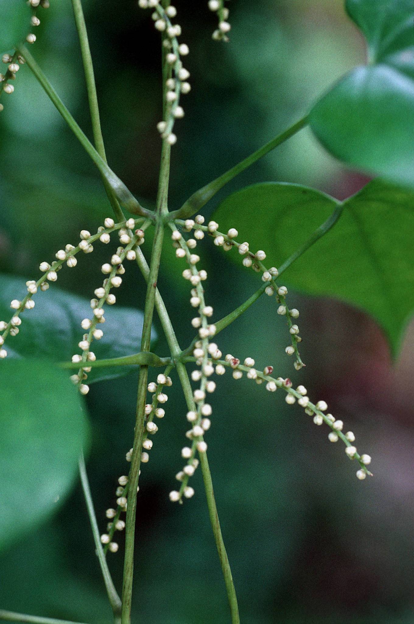 Dioscorea cayenensis