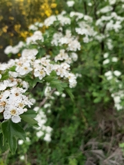 Crataegus