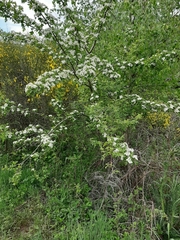 Crataegus