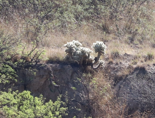 Cylindropuntia tunicata, photograph 1