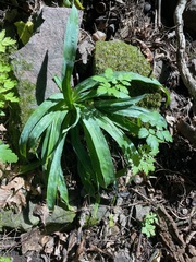 Carex platyphylla, photograph (c) Tom Scavo, some rights reserved (CC BY)