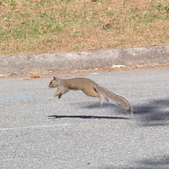 Sciurus carolinensis