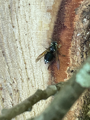 Bald-faced Hornet