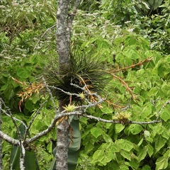 Tillandsia rodrigueziana