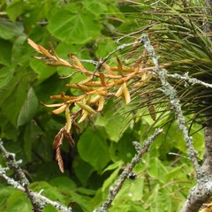 Tillandsia rodrigueziana, photograph (c) Grete Pasch, some rights reserved (CC BY)