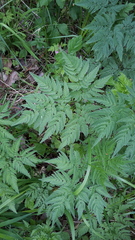 Chaerophyllum aureum