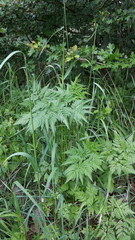 Chaerophyllum aureum