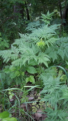 Chaerophyllum aureum