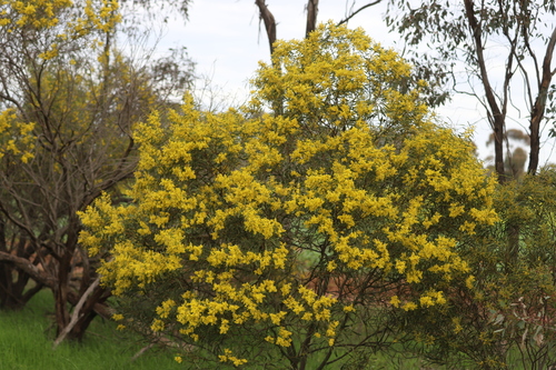Acacia hakeoides observed 2026-08-12