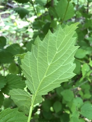 Viburnum alabamense
