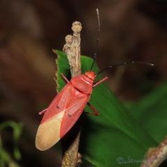 Dysdercus evanescens