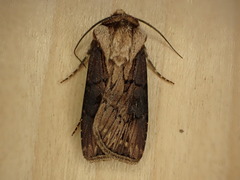 Agrotis volubilis