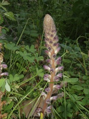 Orobanche pubescens