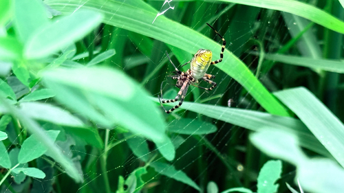 Banded Garden Spider