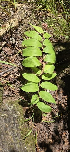 Solomon's plume