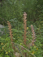 Orobanche pubescens
