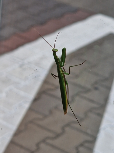 European Mantis