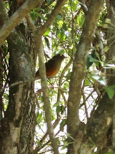 Rufous-bellied Thrush