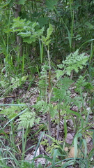 Chaerophyllum bulbosum