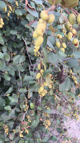 green alder