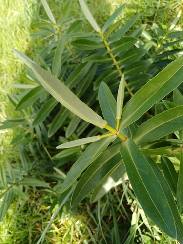 Veronica dieffenbachii observed 2026-09-03