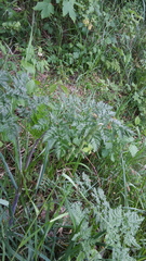 Chaerophyllum bulbosum