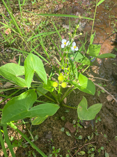 Appalachian Arrowhead