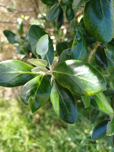 Olearia traversiorum observed 2026-09-03