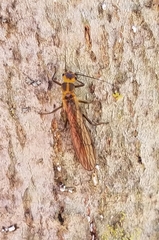 Perlodidae