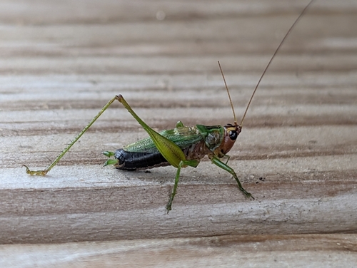 Black-sided Meadow Katydid