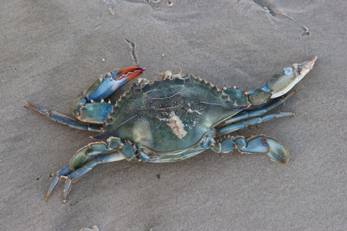 Atlantic Blue Crab
