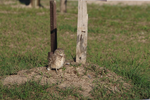 Burrowing Owl
