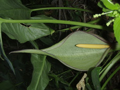 Arum concinnatum