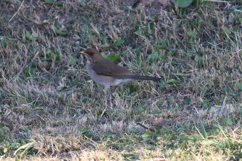 Creamy-bellied Thrush