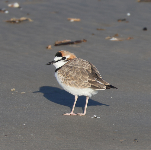 Collared Plover