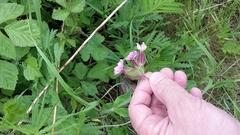Melandrium
