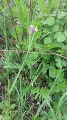 Melandrium
