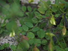 Crotalaria rotundifolia, photograph (c) carter, some rights reserved (CC BY)