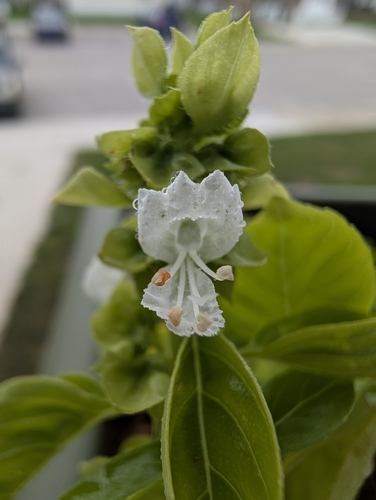 Sweet basil
